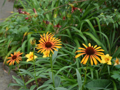 Echinacea-FlameThrower.17-1.jpg