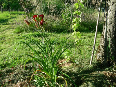 Agnes Elpers Verzweigung besser mit Blüte DSCN6260.JPG