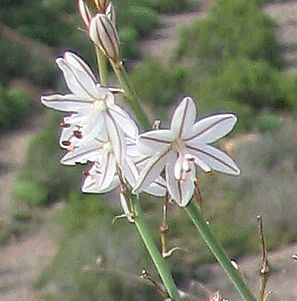 Asphodelus_oder_Ornithogalum.jpg