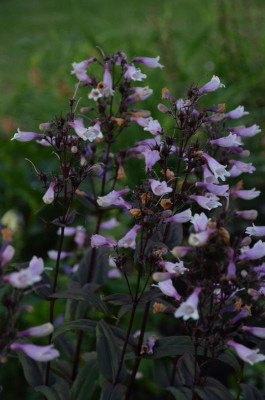 Penstemon_digitalis-DarkTower.17-3.jpg