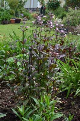 Penstemon_digitalis-DarkTower.17-1.jpg