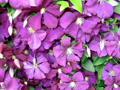 Clematis.JPG