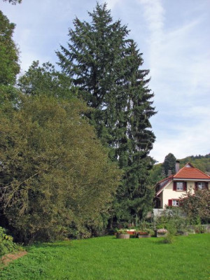 FICHTEN_DI_1010.jpg