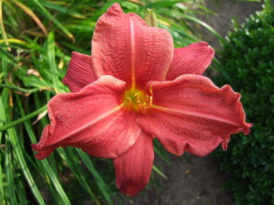 2017_0721Hemerocallis80272.JPG