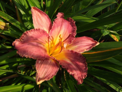 2017_0721Hemerocallis80281.JPG