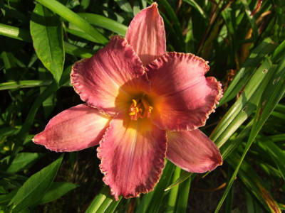 2017_0721Hemerocallis80280.JPG