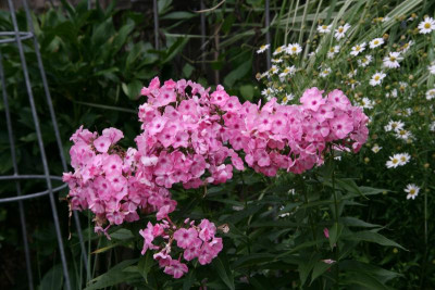 Phlox5717.JPG