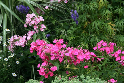 Phlox5817.JPG
