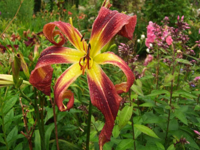 2017_0722Hemerocallis90017.jpg