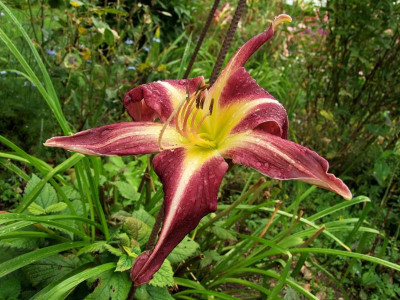 2017_0722Hemerocallis90041.jpg