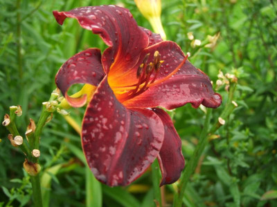 2017_0722Hemerocallis90106.JPG