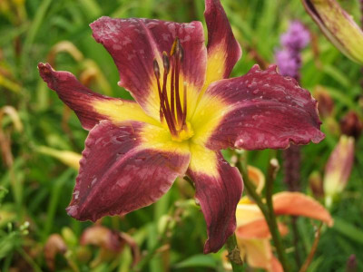 2017_0722Hemerocallis90148.JPG