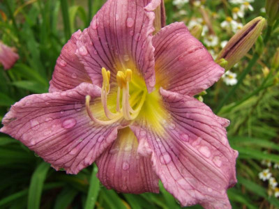 2017_0722Hemerocallis90215.JPG