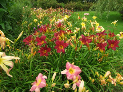 2017_0722Hemerocallis90139.JPG