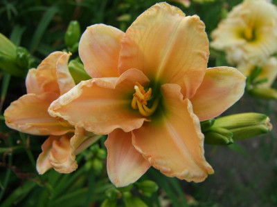 2017_0721Hemerocallis80540.JPG