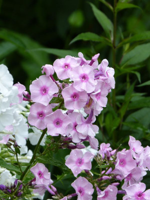 2017-07-22 Phlox Sämling.jpg