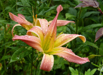2017-07-22 Hemerocallis.jpg