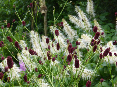 2017-07-22 Sanguisorba.jpg