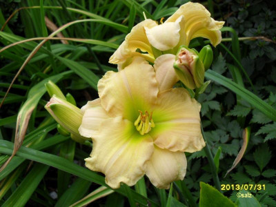 Brookwood Mamasan 2013.jpg