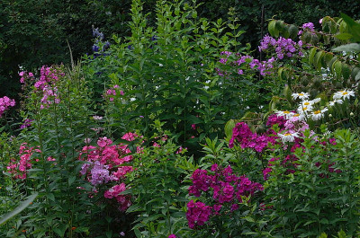 DSC_9721-GewitterPhlox_014.JPG