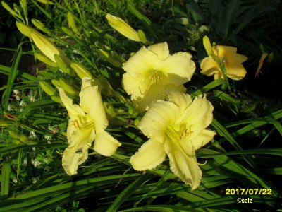 Licht im Schatten 2017.jpg