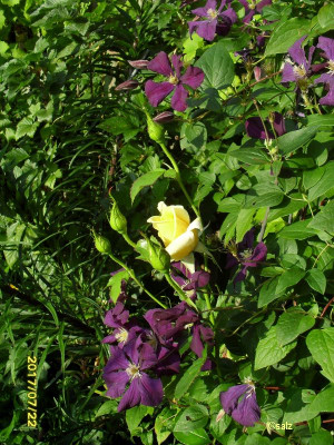 Rose zur Clematis neu 2017.jpg