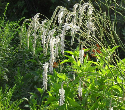 Sanguisorba 2017_2.jpg
