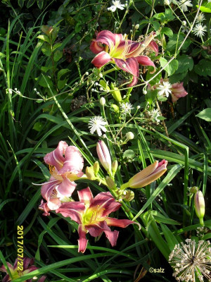 Zu Fuessen der Clematis 2017_2.jpg