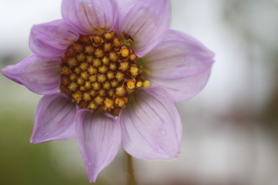Dahlia merkii neu_5_Bildgröße ändern.JPG