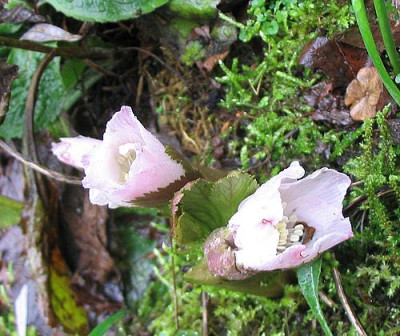 Helleborus_thibetanus_20.1.2007.jpg