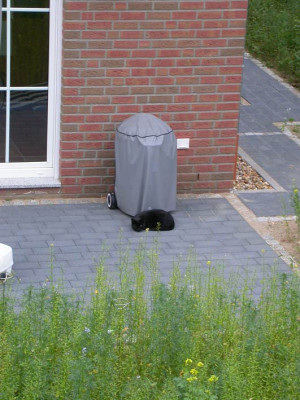 Schwarzer_Faucher_an_Grill.jpg