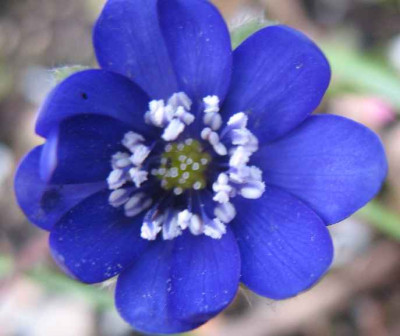 19.1.07._Hepatica_transsilvanica_Supernova_026.JPG