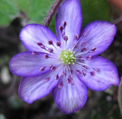 19.1.07._Hepatica_n.var._japonica_Utyuu___031.JPG