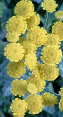 Achillea_sp.jpg