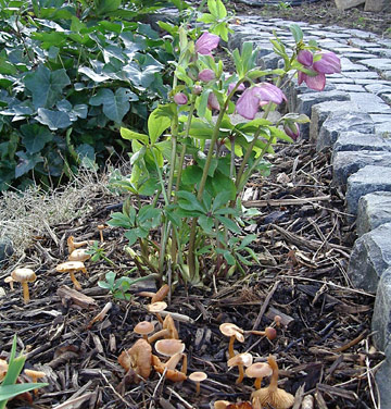 Imgp0030.jpg