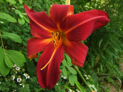 2017_0723Hemerocallis100052.jpg