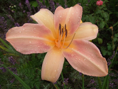 2017_0723Hemerocallis100006.jpg
