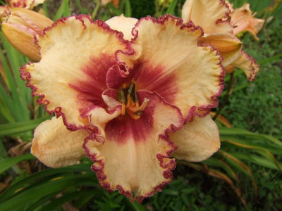 2017_0723Hemerocallis100035.jpg