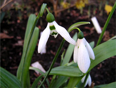 Galanthus_unknown.jpg