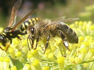 biene19_und_schwebfliege.jpg