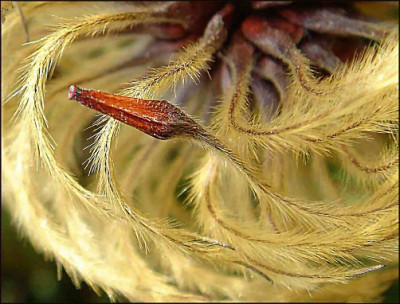 Clematis_Samen.jpg