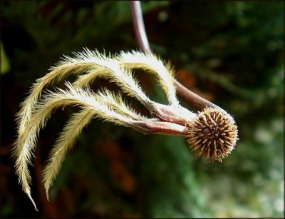 Clematis_Samen_xxxx.jpg