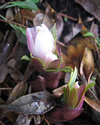 helleborus_tib_6388.jpg