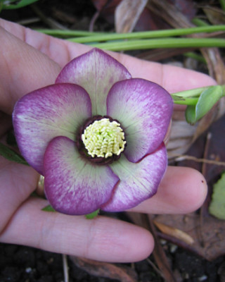 helleborus_6385.jpg