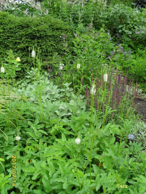 Foerster Garten 2017_01.jpg