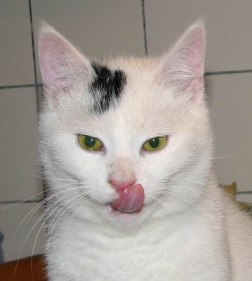 louisi_mandelauglein_zunge.jpg