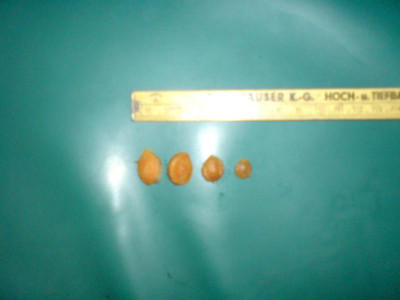 DSC00198.JPG