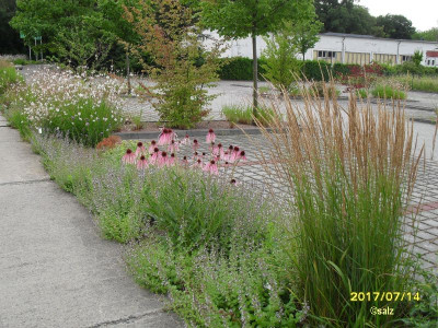 Foerster Garten 2017_04.jpg