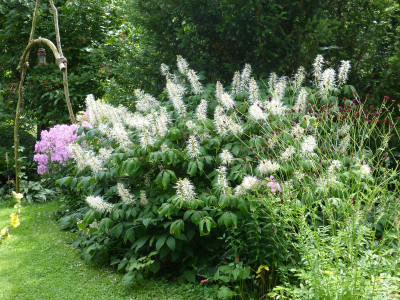 2017-07-23 Aesculus parviflora.jpg