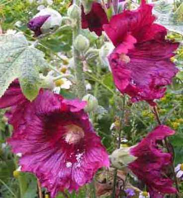 Alcea_gefranst.jpg